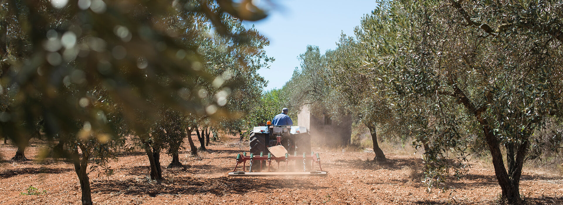 Spaanse olijfolie van topkwaliteit