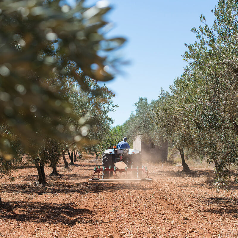 Waarom goede olijfolie meer kost