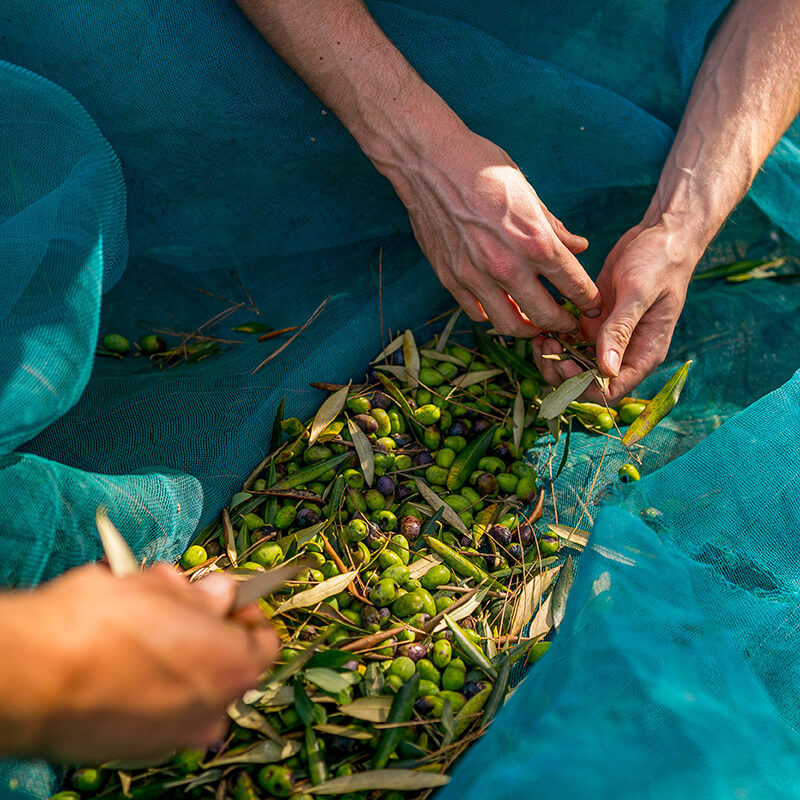 Hoe olijfolie wordt gemaakt